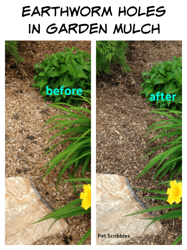 How to easily get rid of earthworm holes in garden mulch