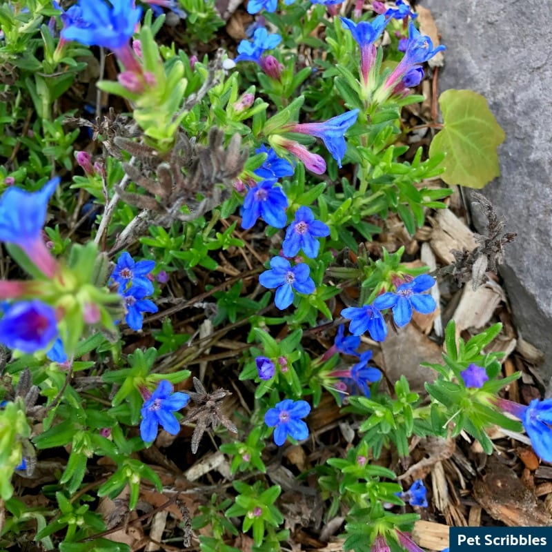 Is Your Lithodora Brown After Winter? There Is Hope!