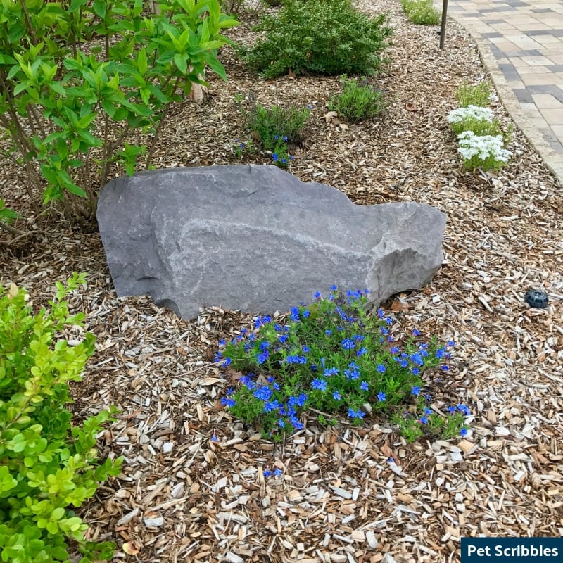 Is Your Lithodora Brown After Winter? There Is Hope!