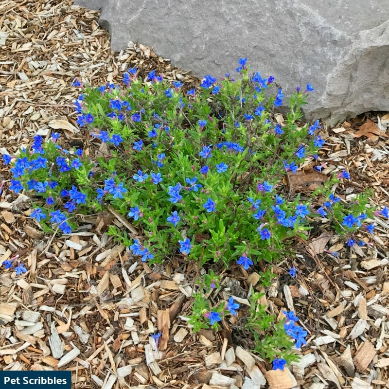 Is Your Lithodora Brown After Winter? There Is Hope!