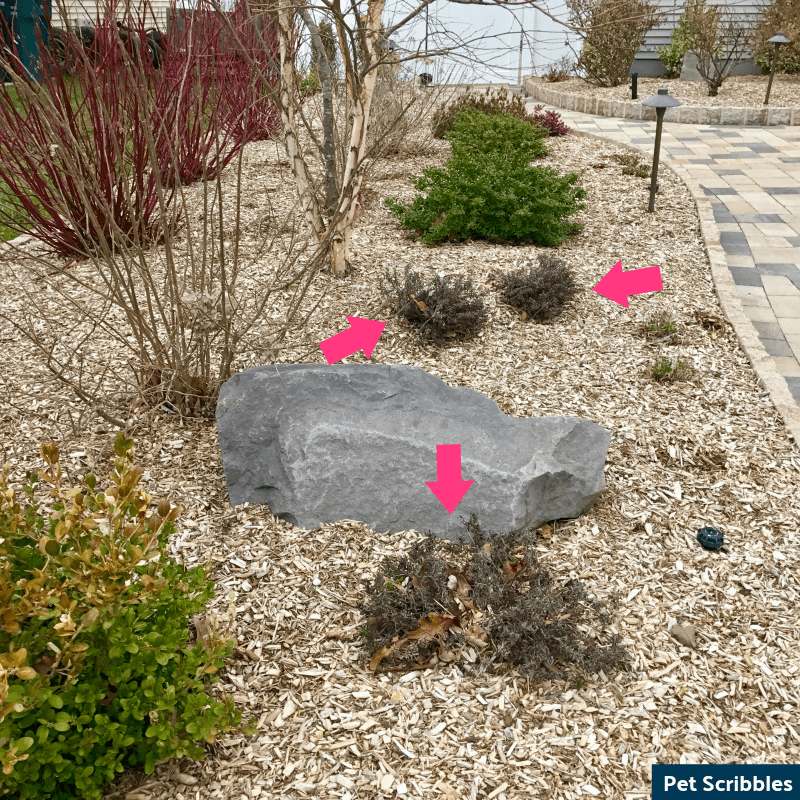 Is Your Lithodora Brown After Winter? There Is Hope!