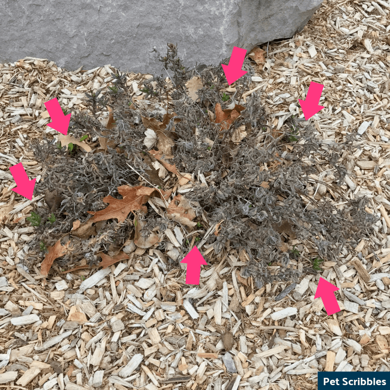 Is Your Lithodora Brown After Winter? There Is Hope!