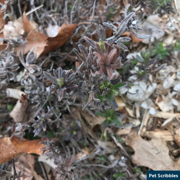 Is Your Lithodora Brown After Winter? There Is Hope!