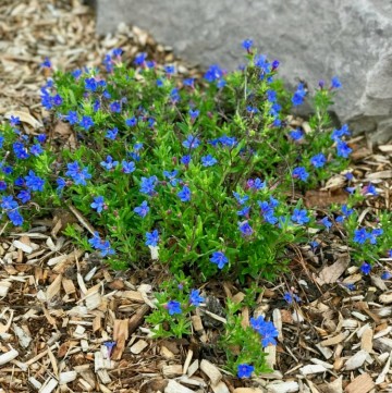 Is Your Lithodora Brown After Winter? There Is Hope!