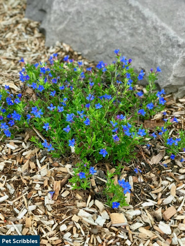 Is Your Lithodora Brown After Winter? There Is Hope!