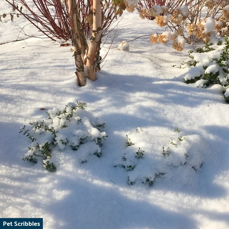 Is Your Lithodora Brown After Winter? There Is Hope!