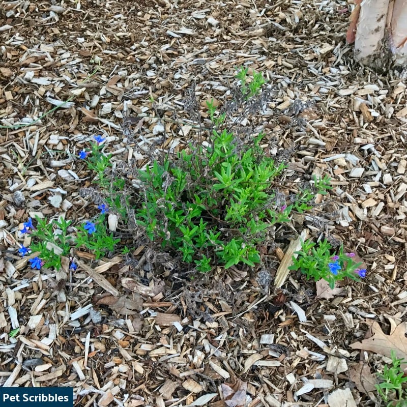 Is Your Lithodora Brown After Winter? There Is Hope!