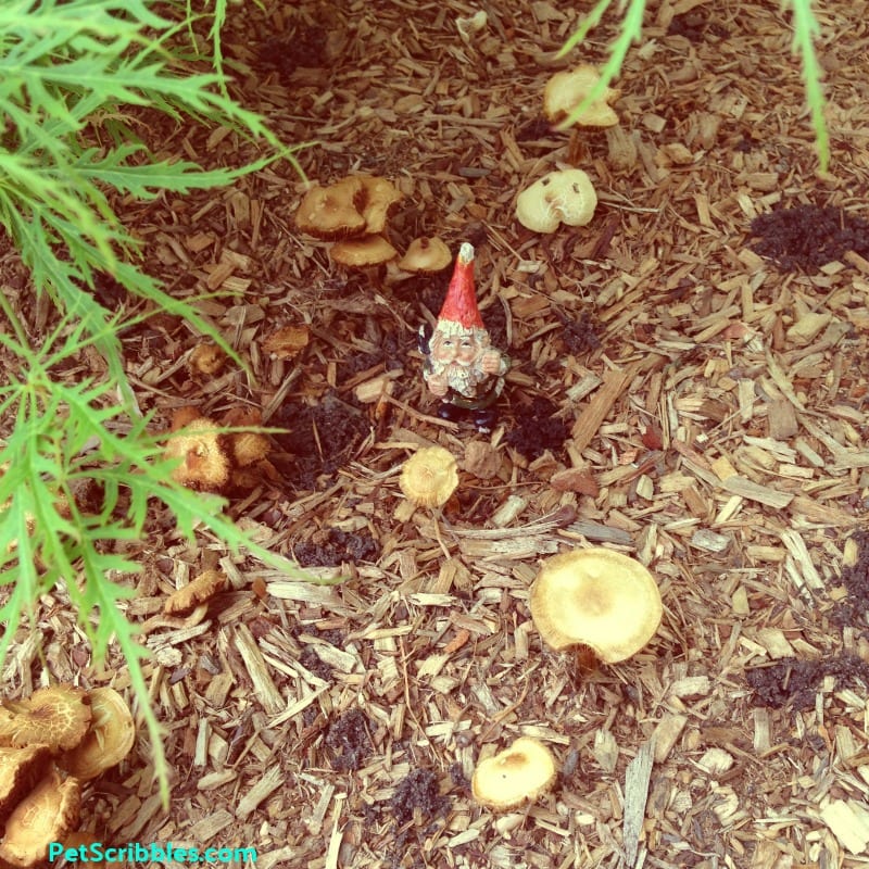 How to easily get rid of earthworm holes in garden mulch
