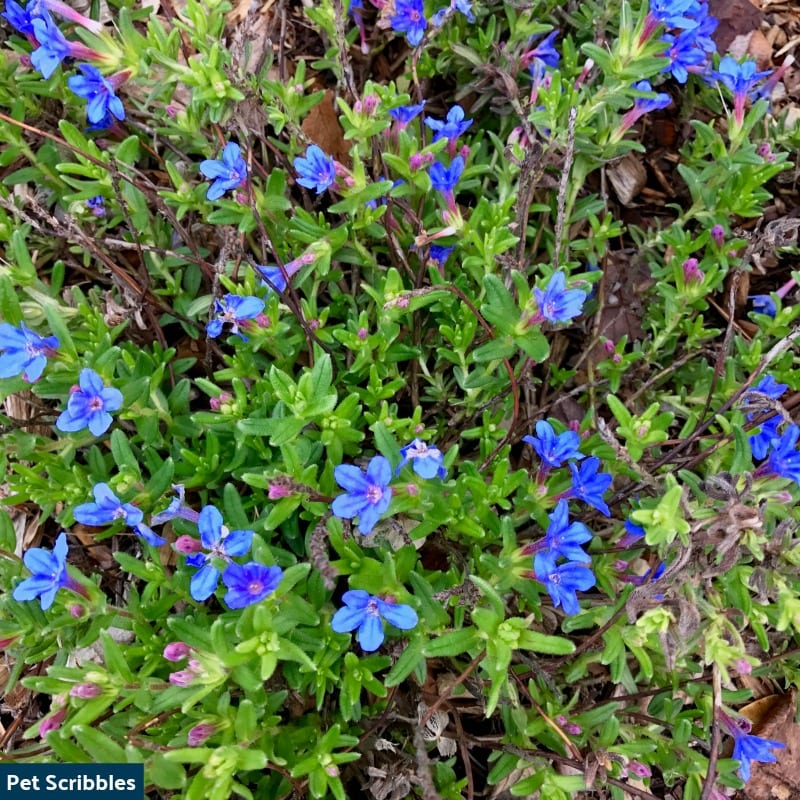 Is Your Lithodora Brown After Winter? There Is Hope!