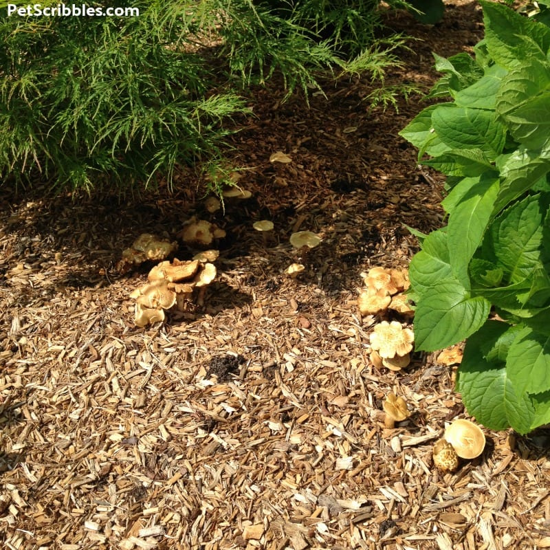 How to easily get rid of earthworm holes in garden mulch