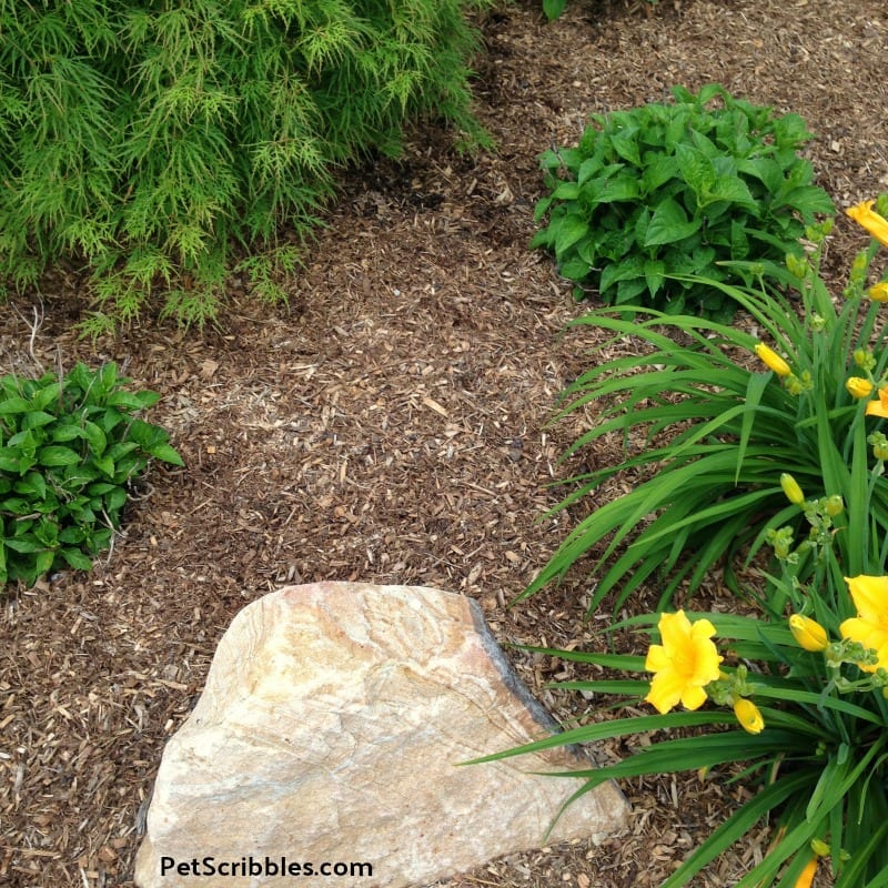 How to easily get rid of earthworm holes in garden mulch