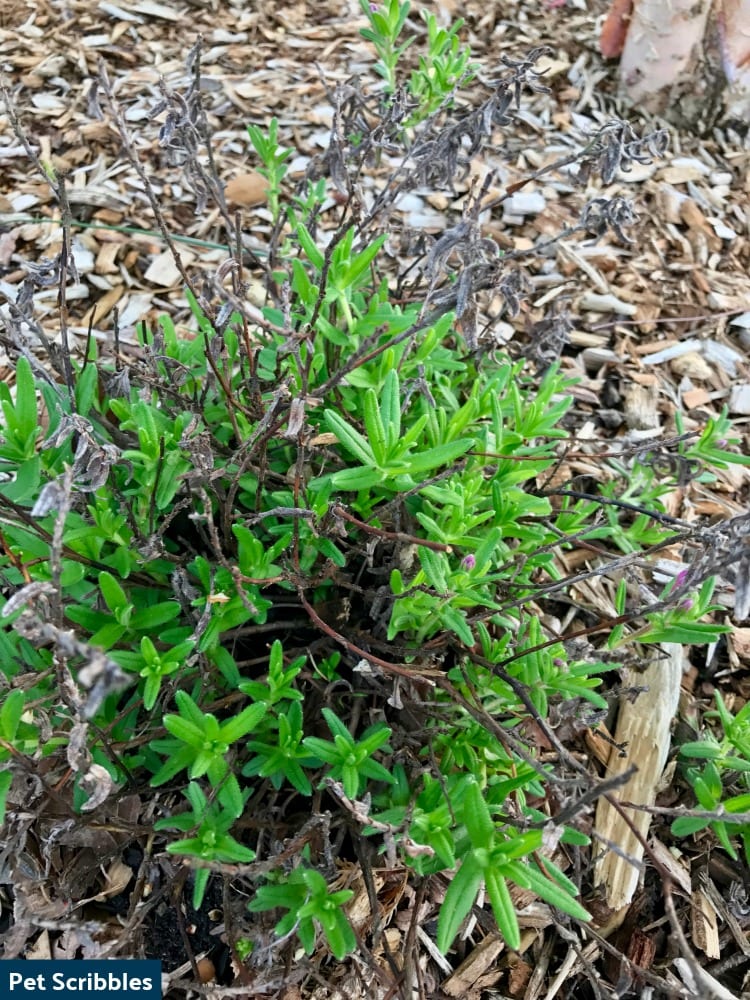 Is Your Lithodora Brown After Winter? There Is Hope!