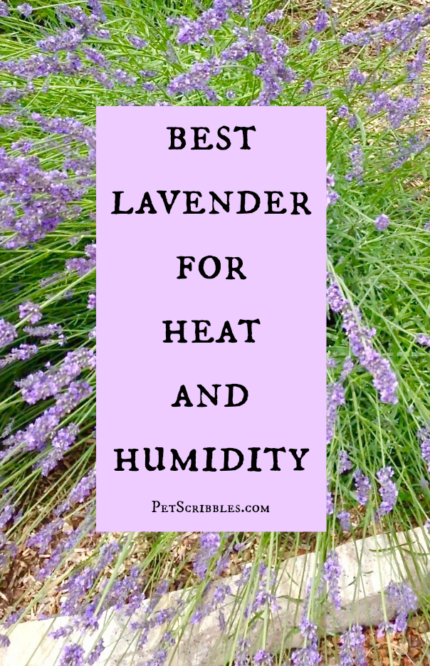 Lavender Phenomenal - the best lavender for heat and humidity!