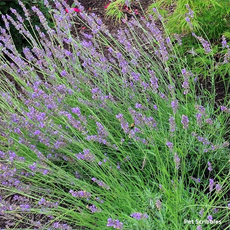 Lavender Phenomenal flowers