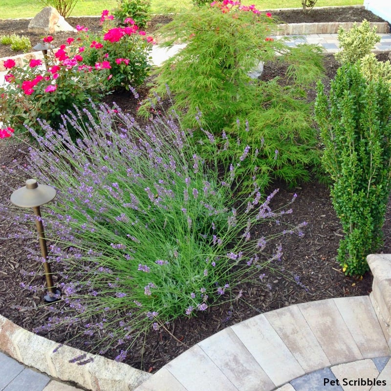 Lavender Phenomenal in the garden