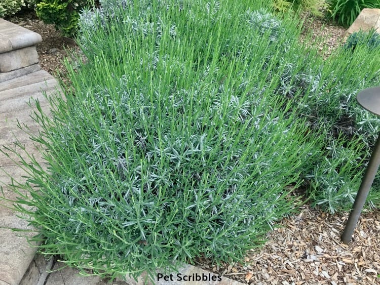 Lavender Phenomenal new Spring growth