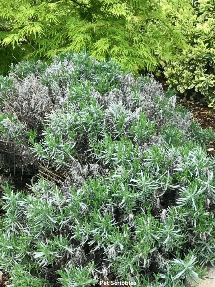 Lavender Phenomenal new growth