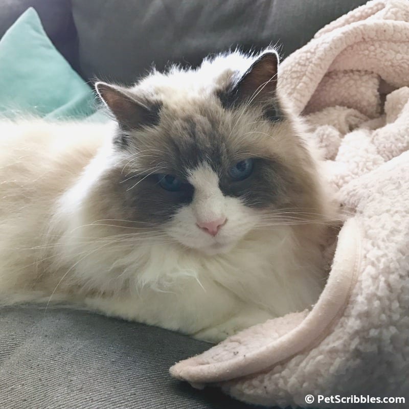 Lulu and her fleece throw