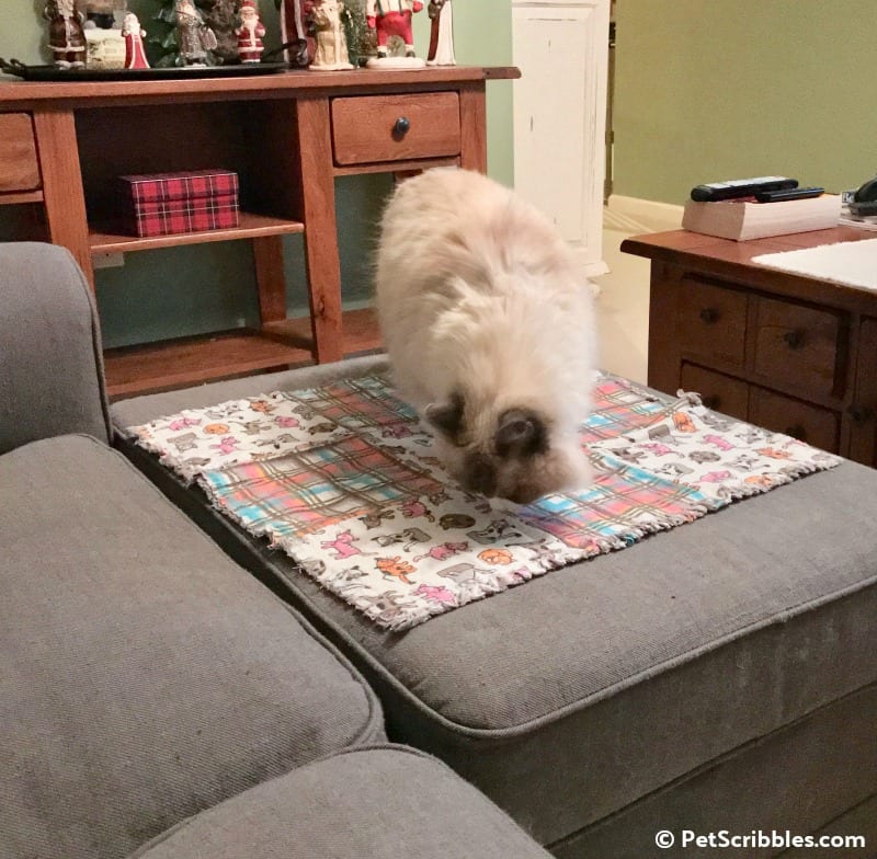 Lulu explores her new blanket