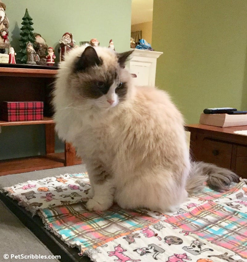 Lulu figuring out her new blanket