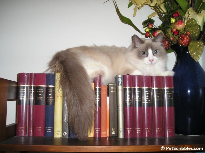 Lulu on the bookcase as a kitten