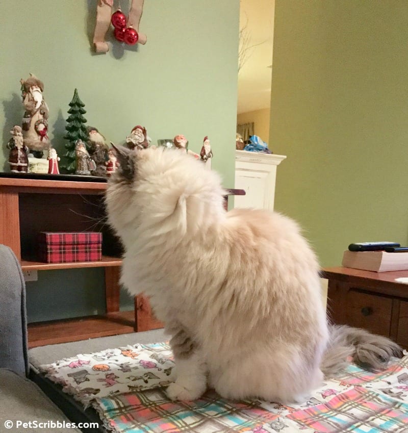 Lulu on her new blanket