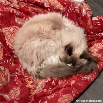 Lulu on her red blanket