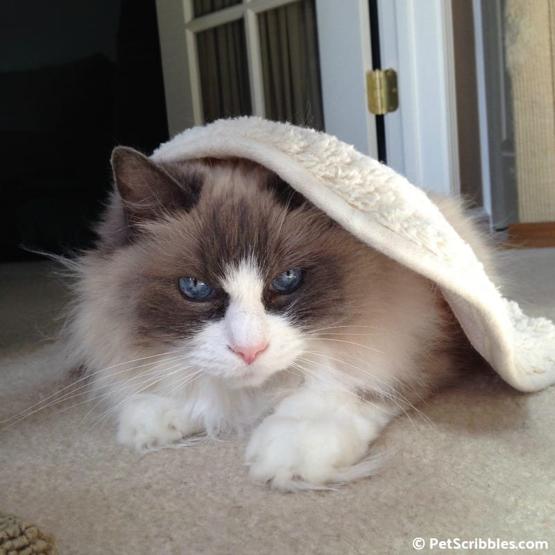 Lulu the most beautiful Ragdoll cat