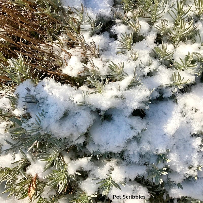 lavender phenomenal in Winter