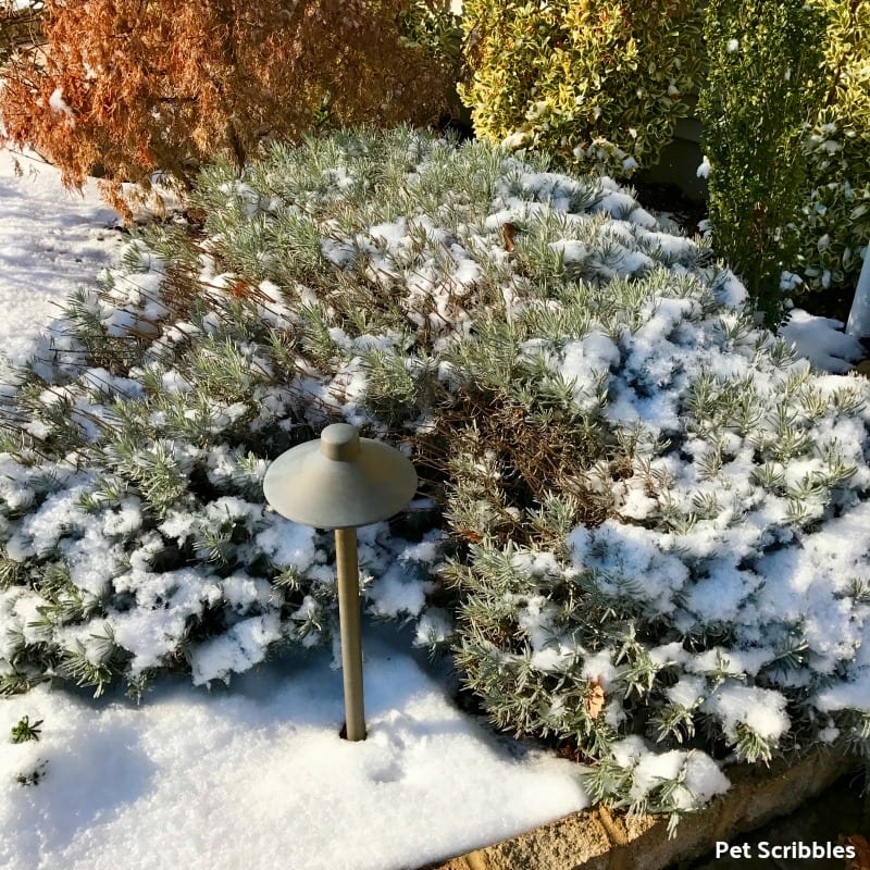 phenomenal lavender in Winter