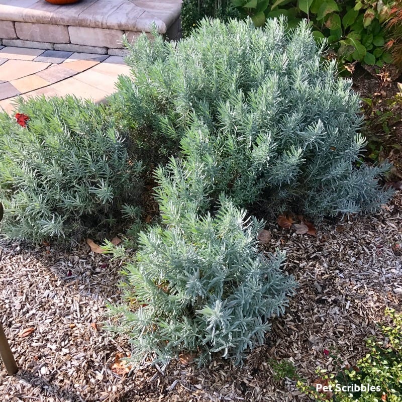 pruning lavender phenomenal
