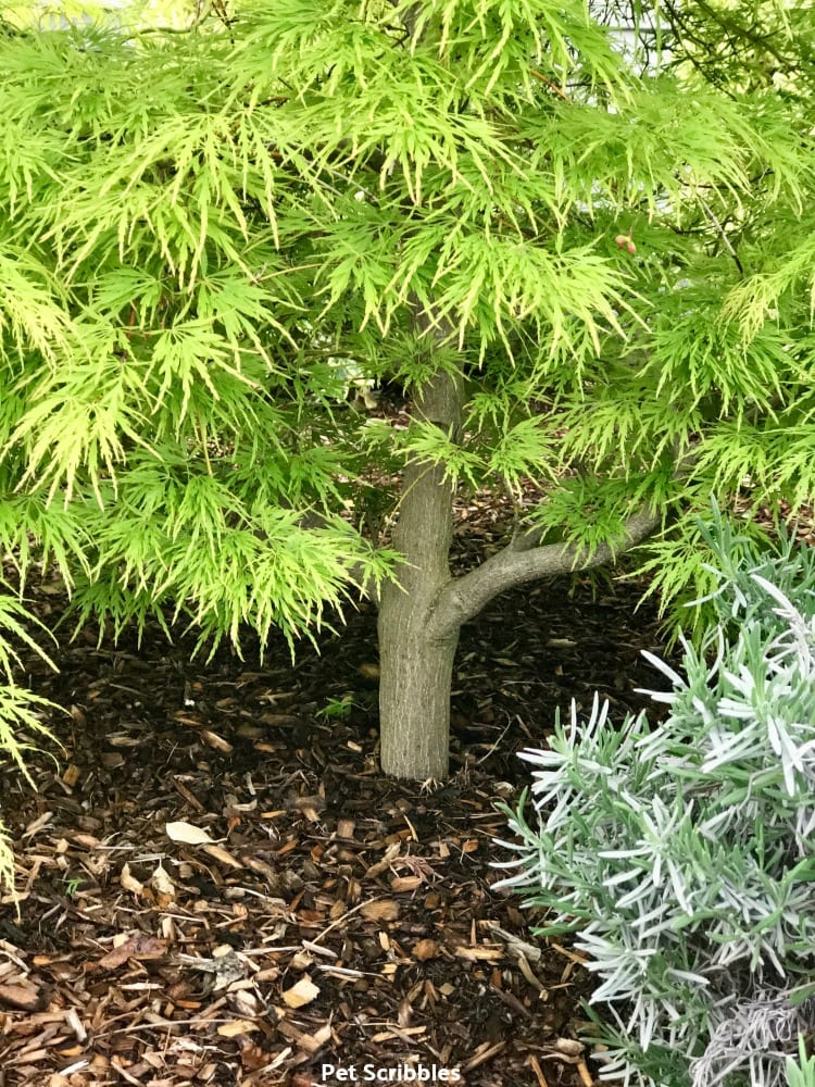 shades of green in the garden