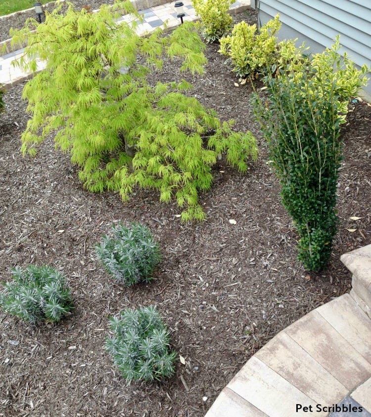 young Lavender Phenomenal plants