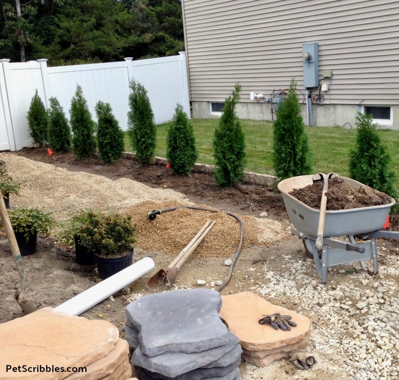 newly planted Emerald Green Aborvitaes in side yard