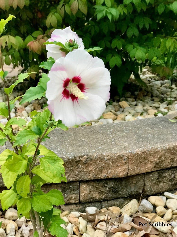 Helene Rose of Sharon blooms