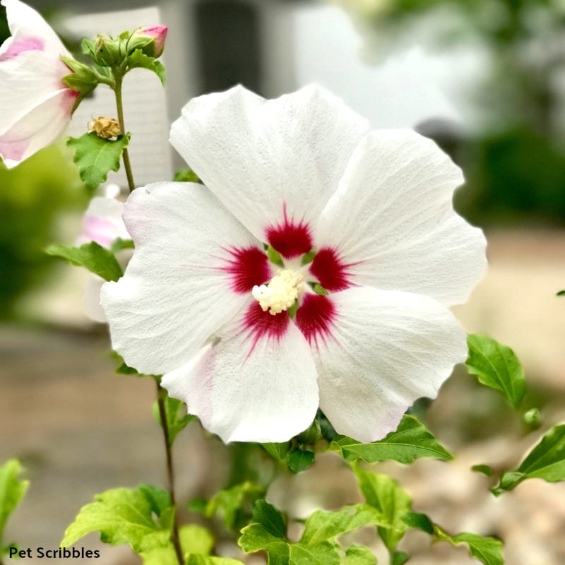 a Helene Rose of Sharon flower