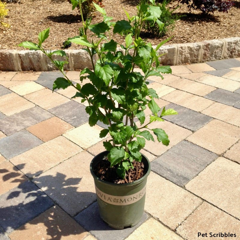 Helene Rose of Sharon in a Monrovia garden nursery pot