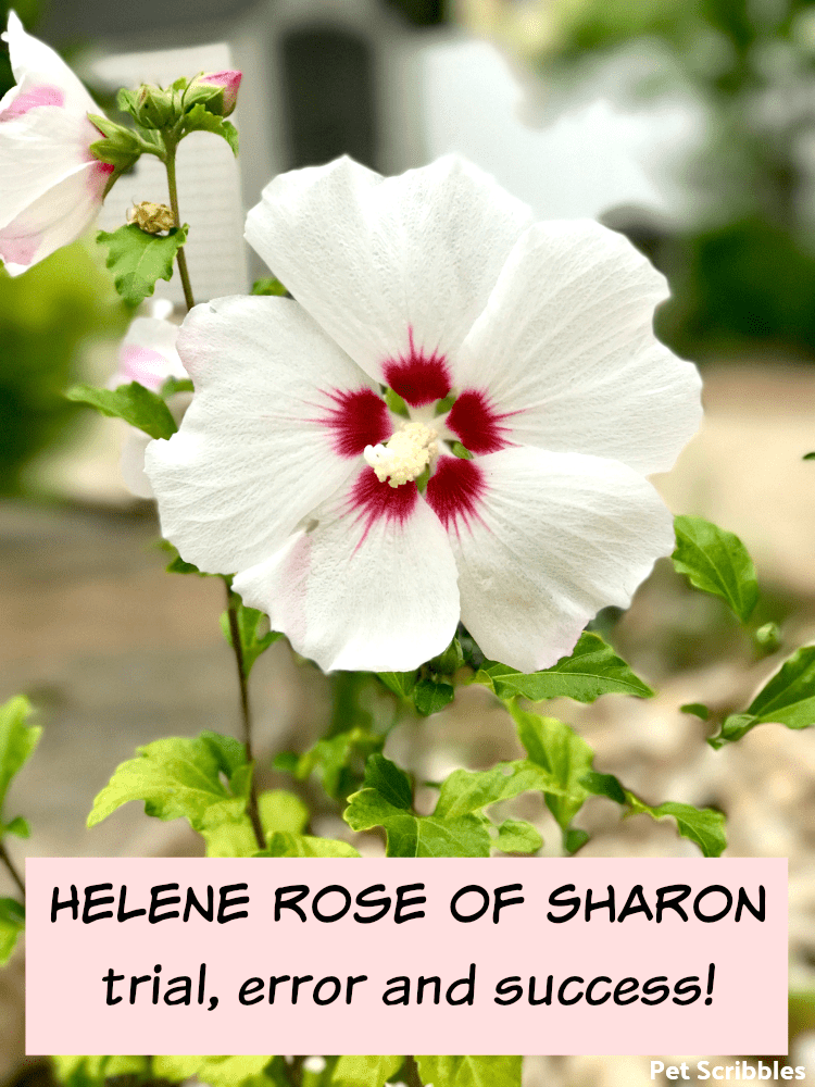 Helene Rose of Sharon