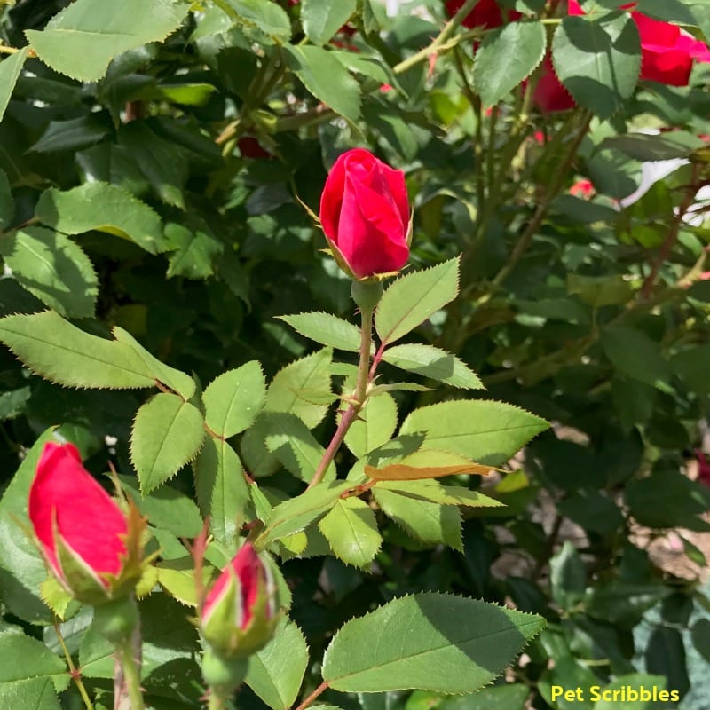 rose buds on a Knockout Rose bush