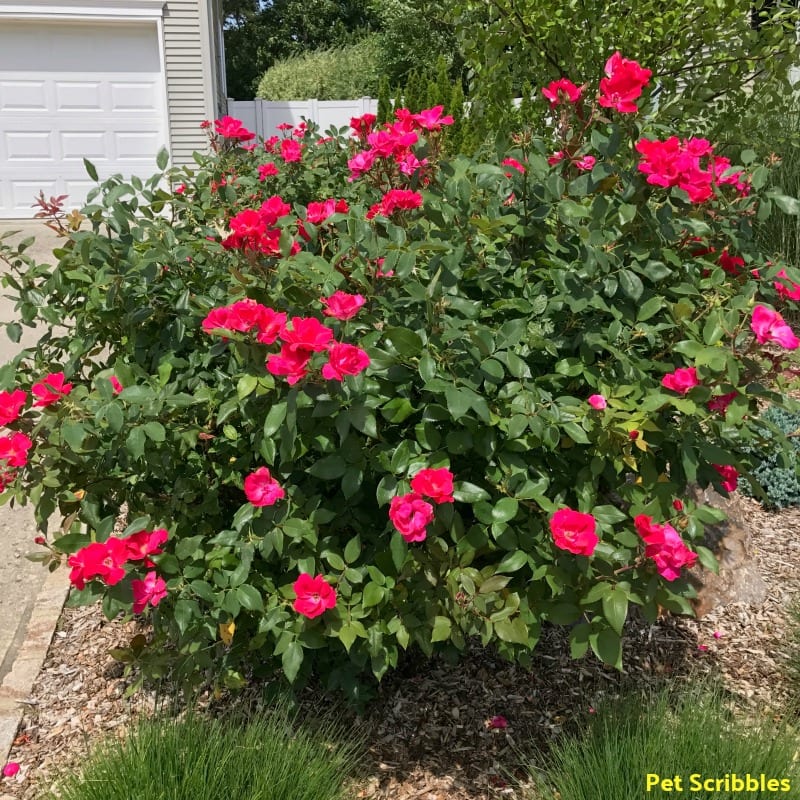 Should You Deadhead Knockout Roses? - Pet Scribbles