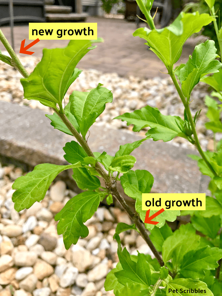 Rose of Sharon new growth and old growth