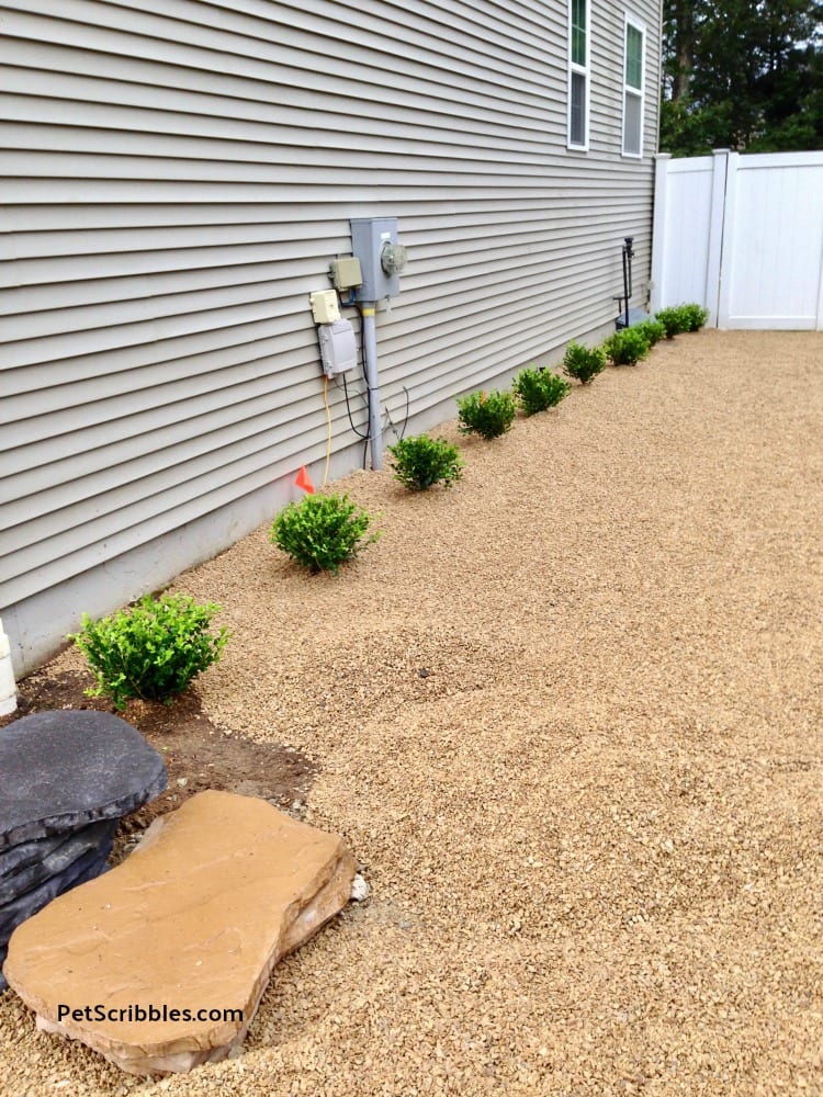 newly planted Winter Gem Boxwoods in side yard