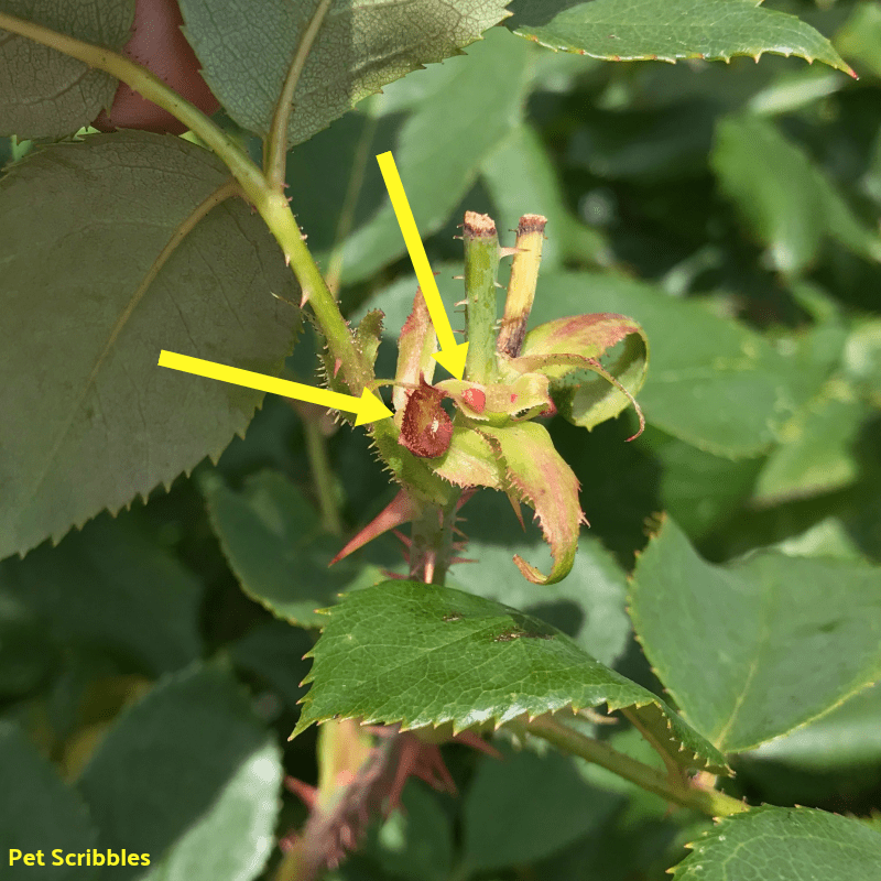 Yellow arrows pointing to the new growth near where the deadheading took place on the Knockout Rose bush.