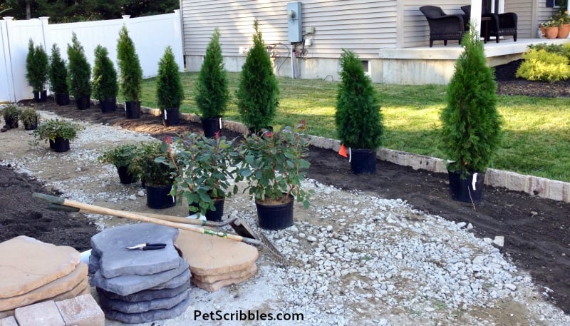 choosing side yard shrubs