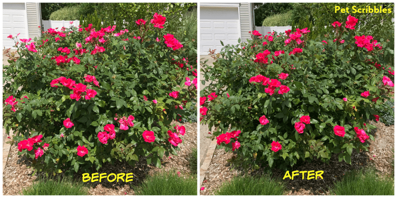 Before and after pictures sides by side of a deadheaded Knockout Rose bush