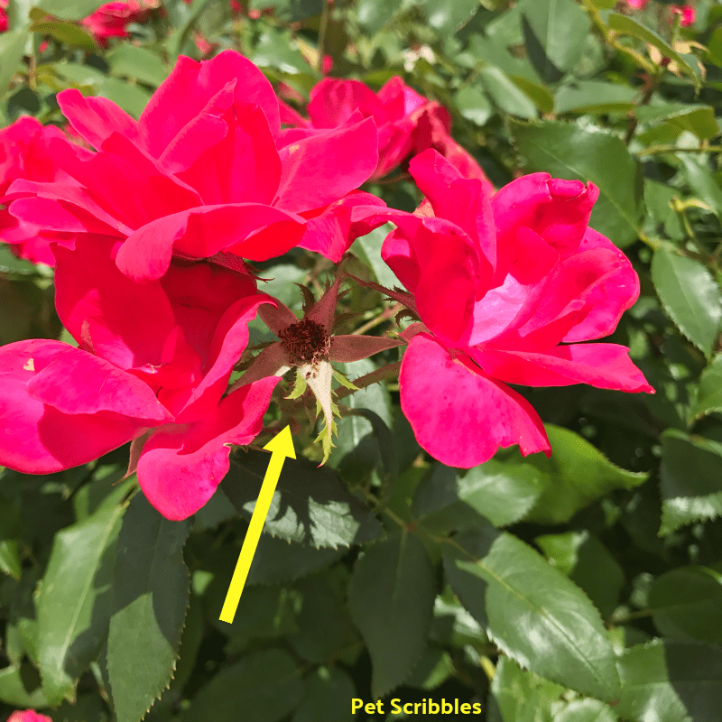 Three Knockout Roses blooming with a tiny leftover spent bloom hiding among them.