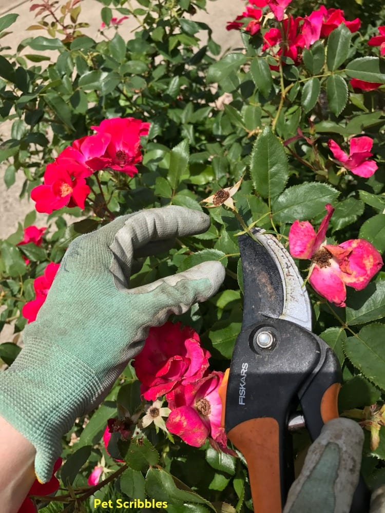 Deadheading a spent rose (what's left of it) from a Knockout Rose shrub.