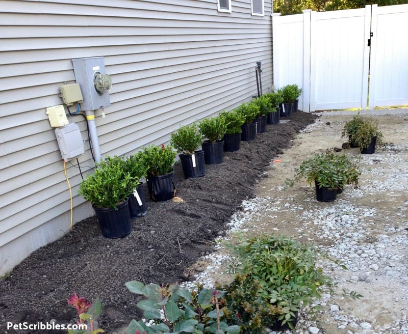 easy-care side yard shrubs