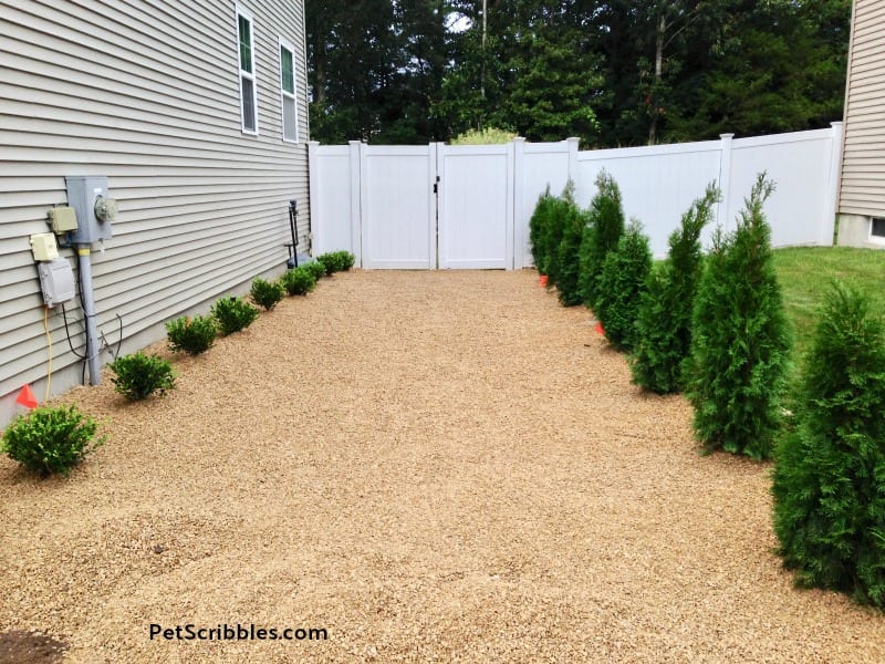 evergreen shrubs for side yard