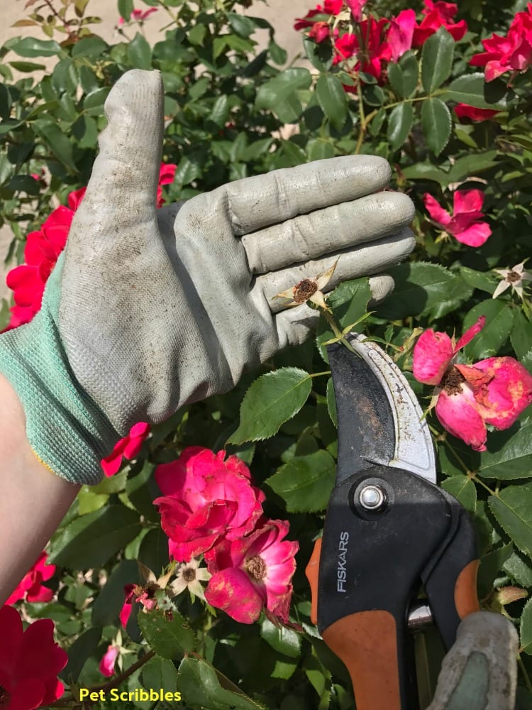 Photo demonstrates how to deadhead Knockout Roses